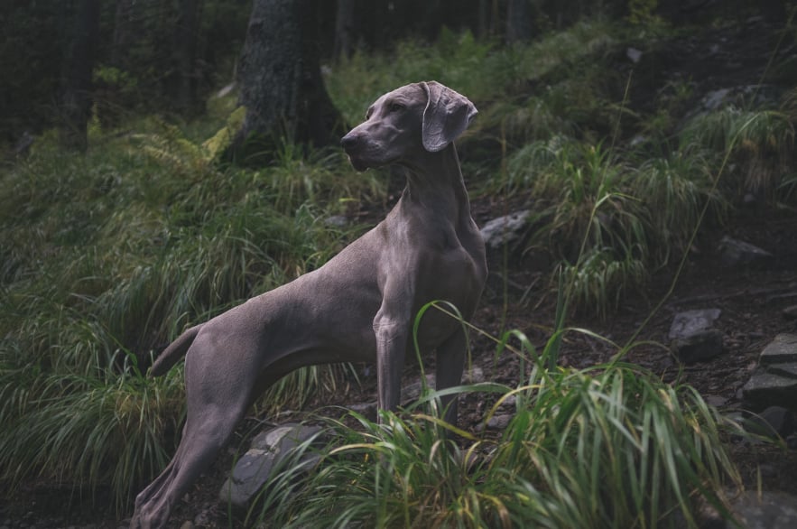 The Forest Guardian Drone