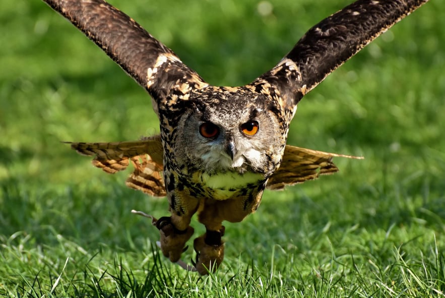 The Night Owl Drone
